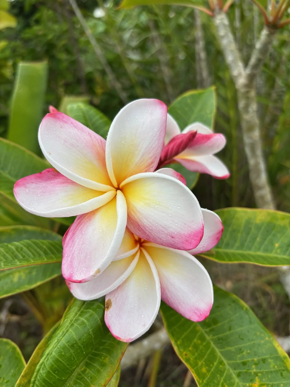 【258】plumeriaページ Roscoe Plumeria aka Tropical Tangerine, Sunburst Glory